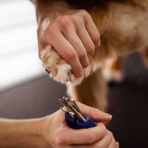 Dog getting its paws trimmed.