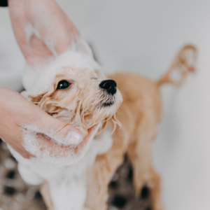 Dog getting washed.