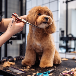 Dog getting groomed.