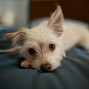 dog laying on a bed