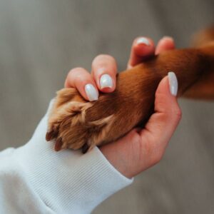 person holding a dog's paw