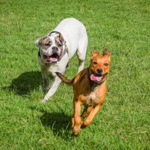 dogs playing