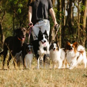 dogs outside