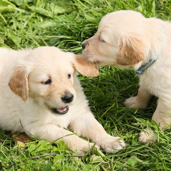 Two puppies playing
