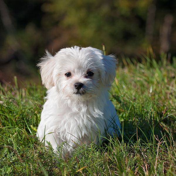 Obedient puppy