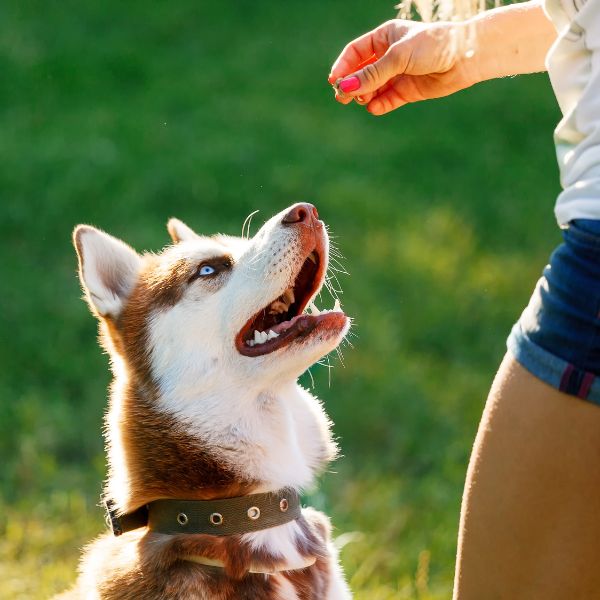 Puppy during training