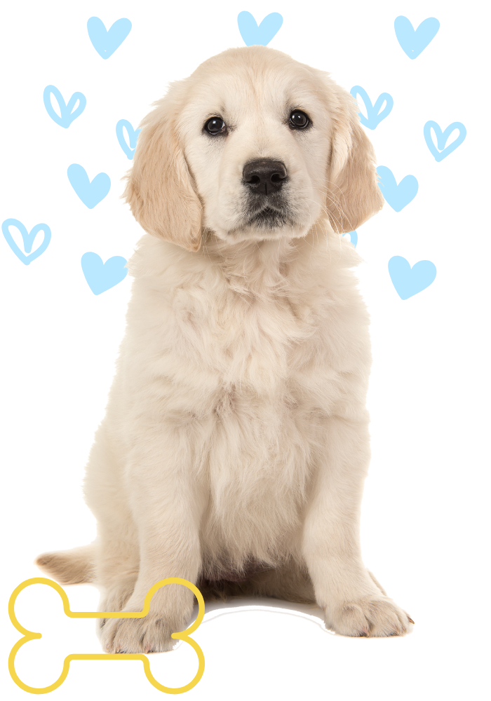 Puppy
