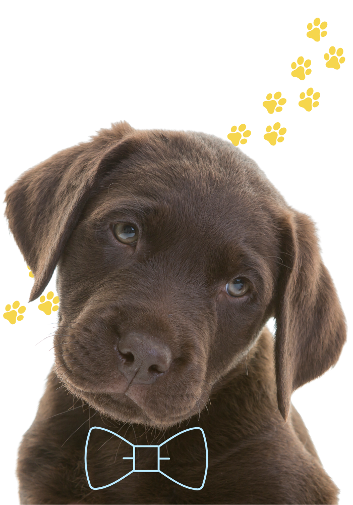 puppy