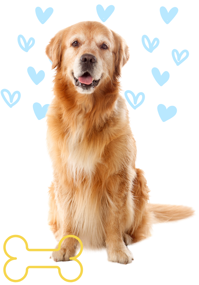 Happy Dog