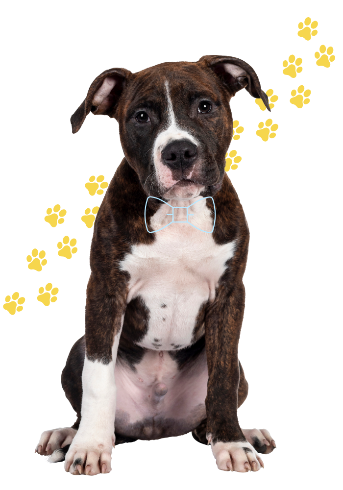 Happy Dog