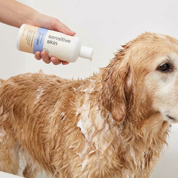 A close-up of a hand pouring a bottle of "sensitive skin" shampoo onto the wet fur of a senior Golden Retriever during a bath, highlighting the use of tailored products for aging pets.