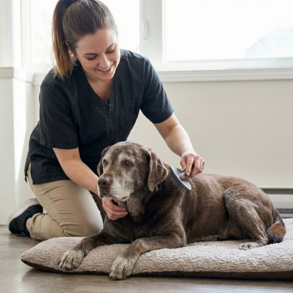A professional groomer gently brushes a grey-muzzled senior Labrador Retriever while kneeling on the floor, demonstrating patient and specialized handling techniques for older dogs.