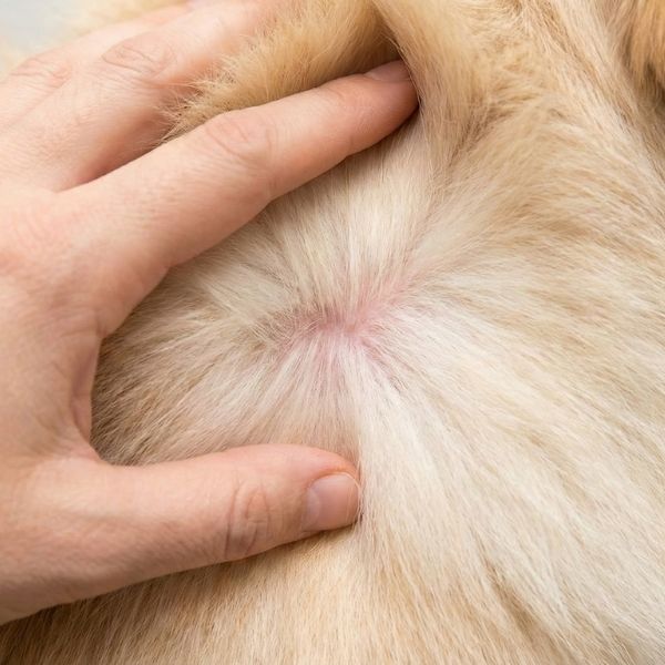 Close-up view of a hand gently parting thick, clean dog fur to reveal healthy pink skin underneath, demonstrating the benefits of regular grooming.