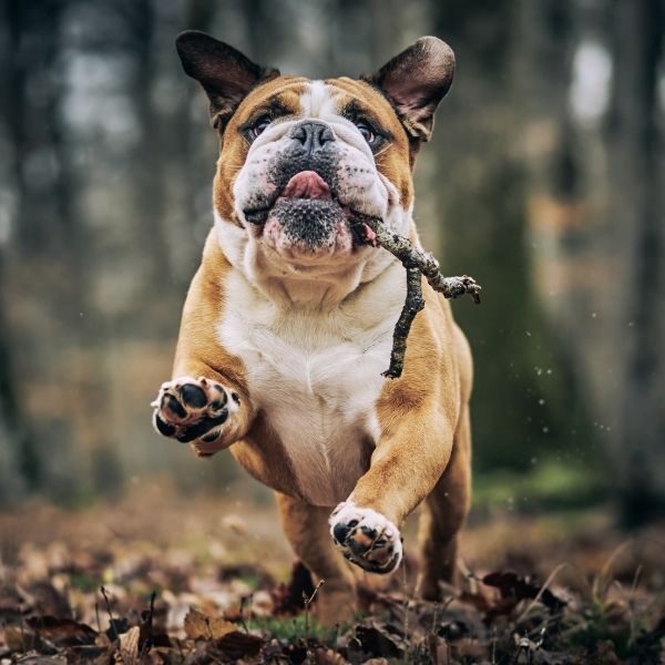 dog running and playing outdoors