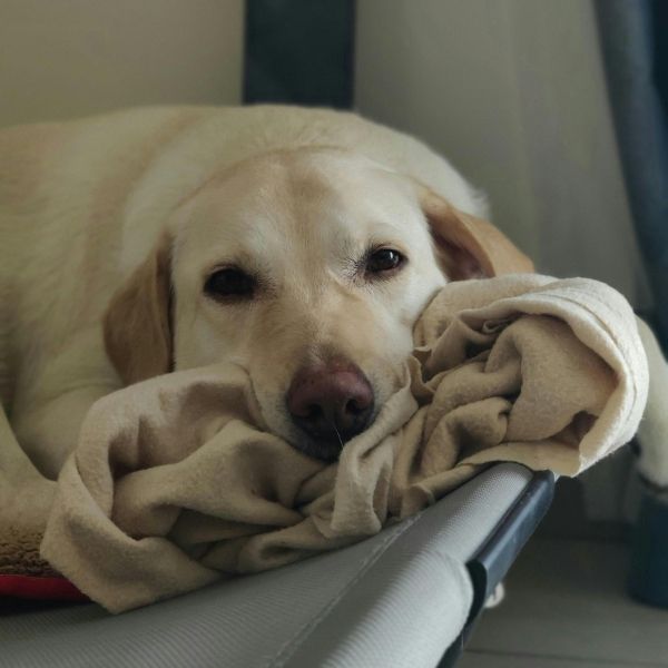 dog laying with their favorite blanket