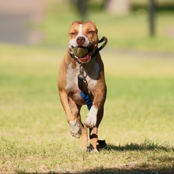 dog running and playing