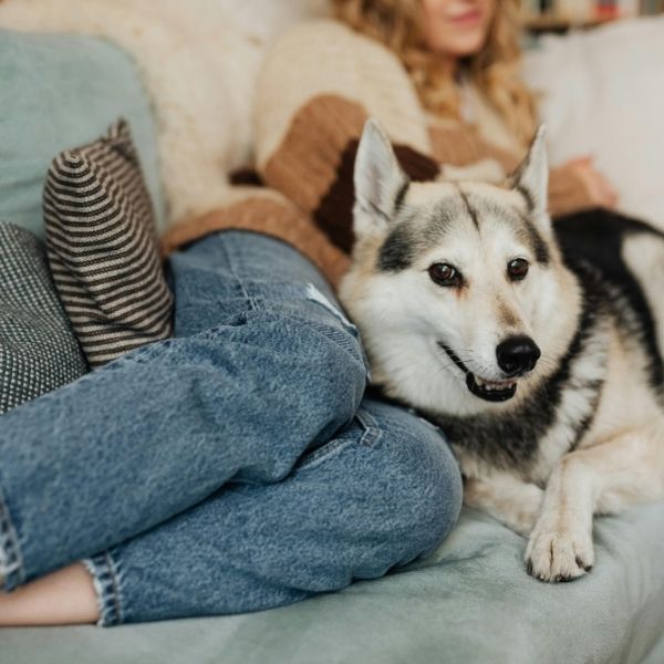 dog laying on the couch with their person