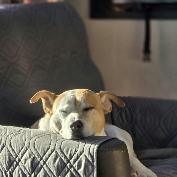 dog sleeping on a couch