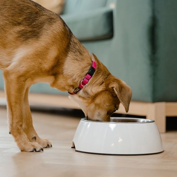 dog eating dog food