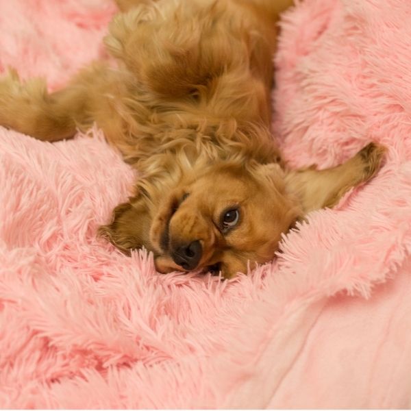 dog snuggling in a pink blanket