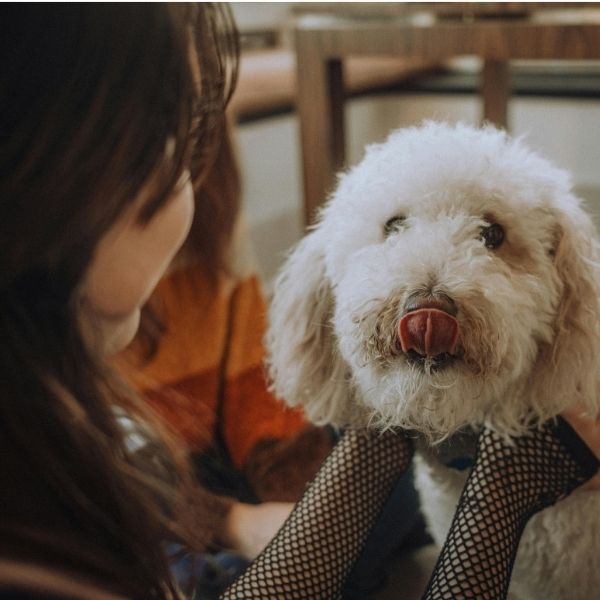 dog being pet by its person