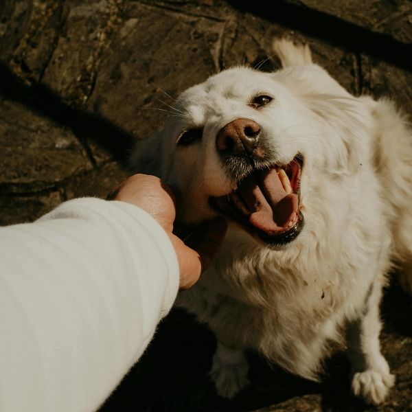happy doggo being pet