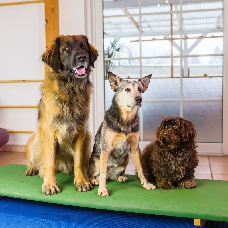 happy pets in a boarding facilty