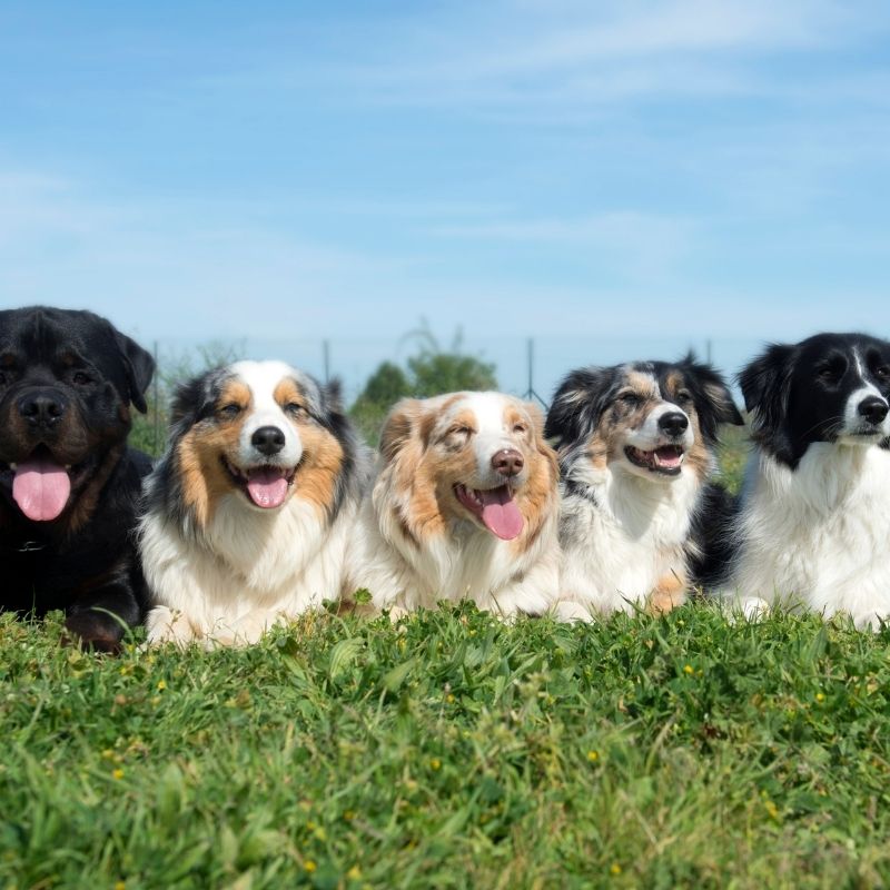 line of dogs outside