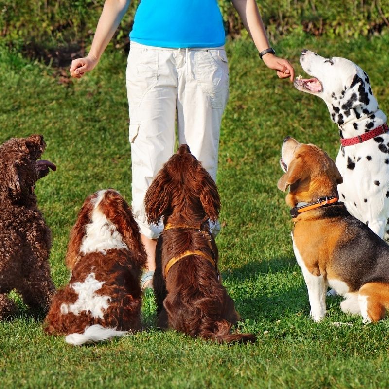 woman handlng dogs in a half circle around her