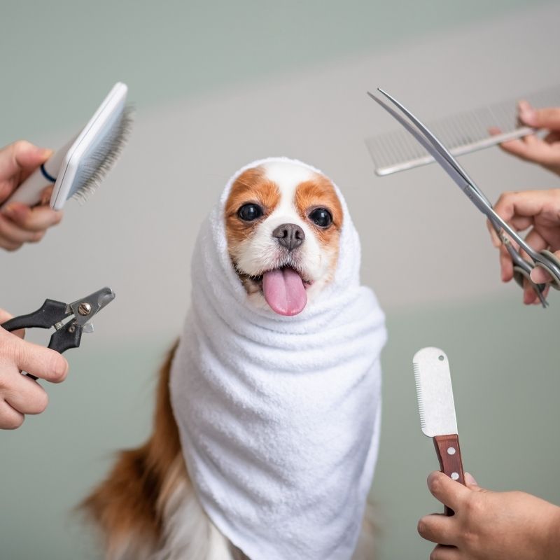 dog grooming