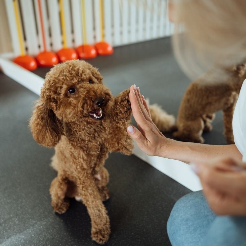 dog giving a high five to the handler
