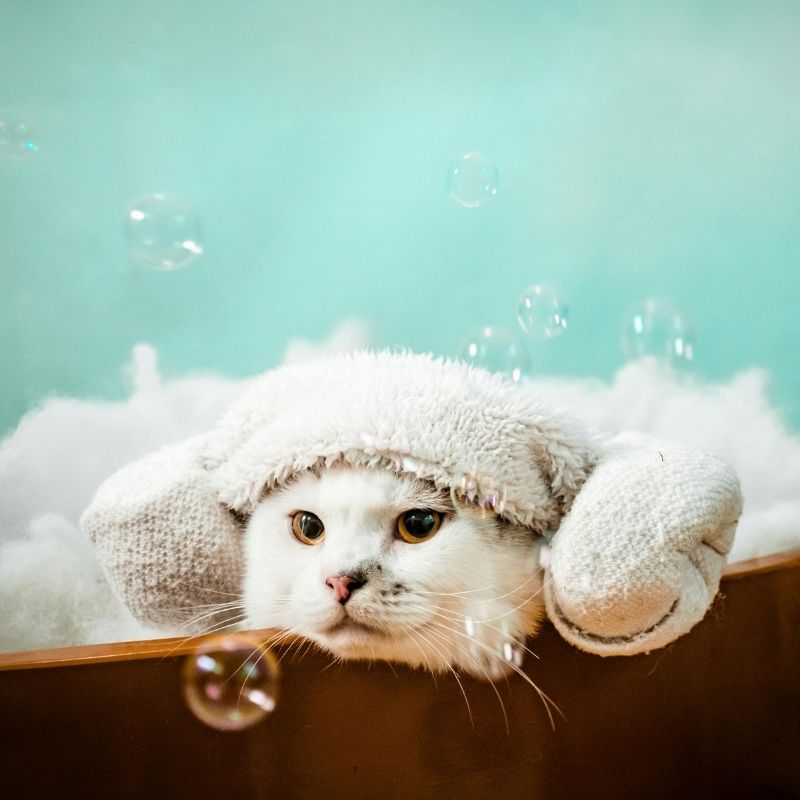 cat in a bathtub